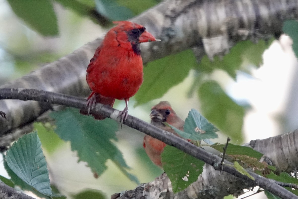 Cardinal rouge - ML623259026