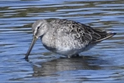 Long-billed Dowitcher - Brett Hillman