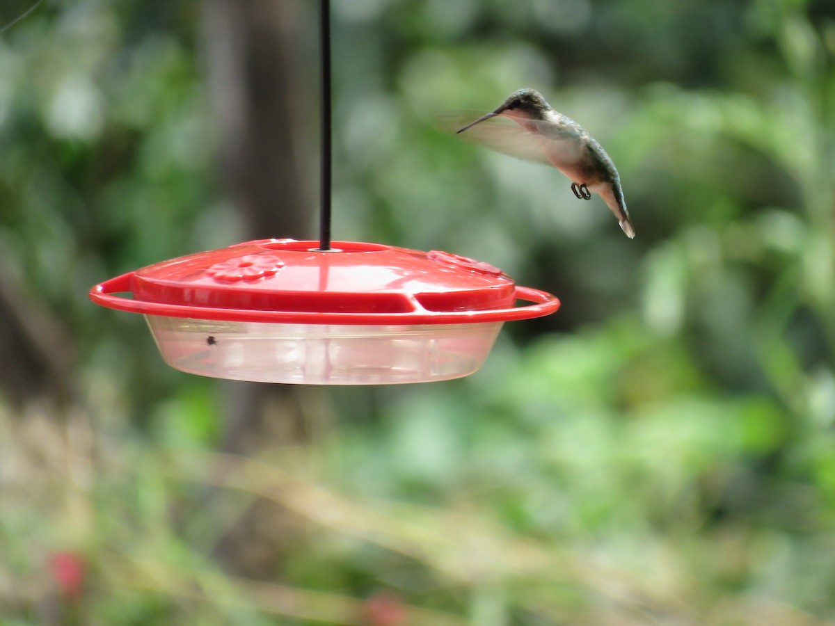 Ruby-throated Hummingbird - Gregg Friesen