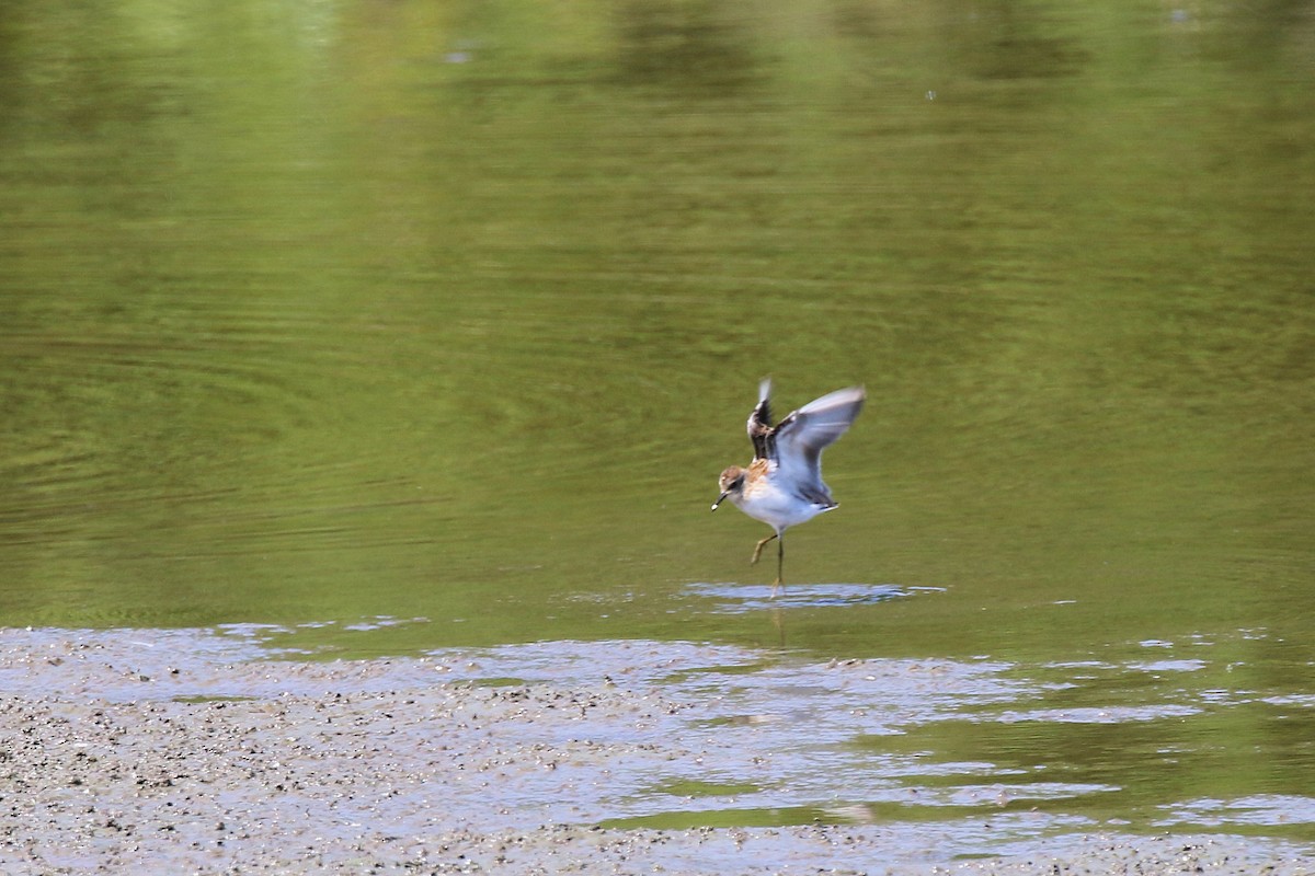 jespák drobný - ML623259146