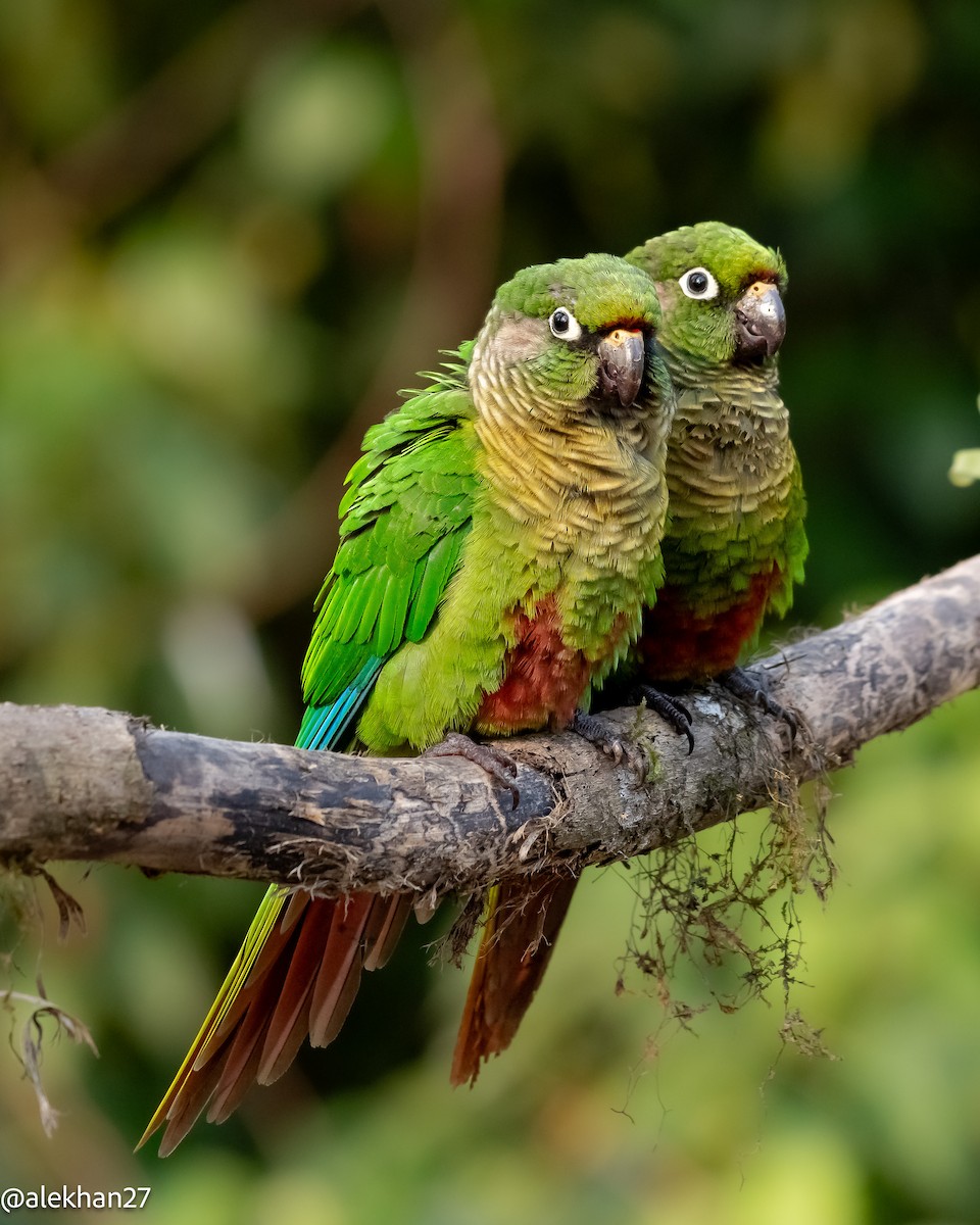 Maroon-bellied Parakeet - Eleuterio Ramirez