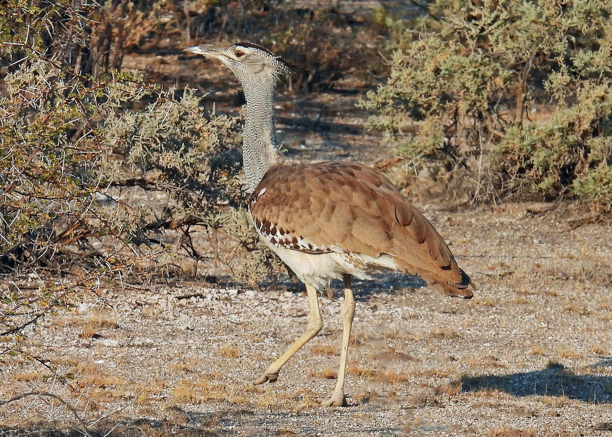 Kori Bustard - ML623259196