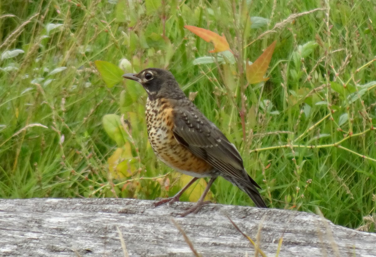 American Robin - ML623259216