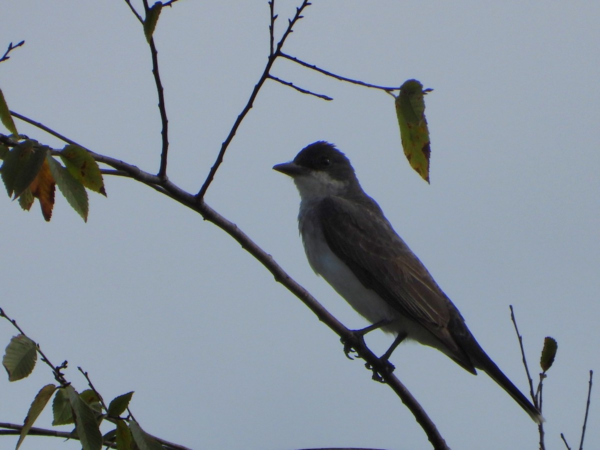 Eastern Kingbird - ML623259217