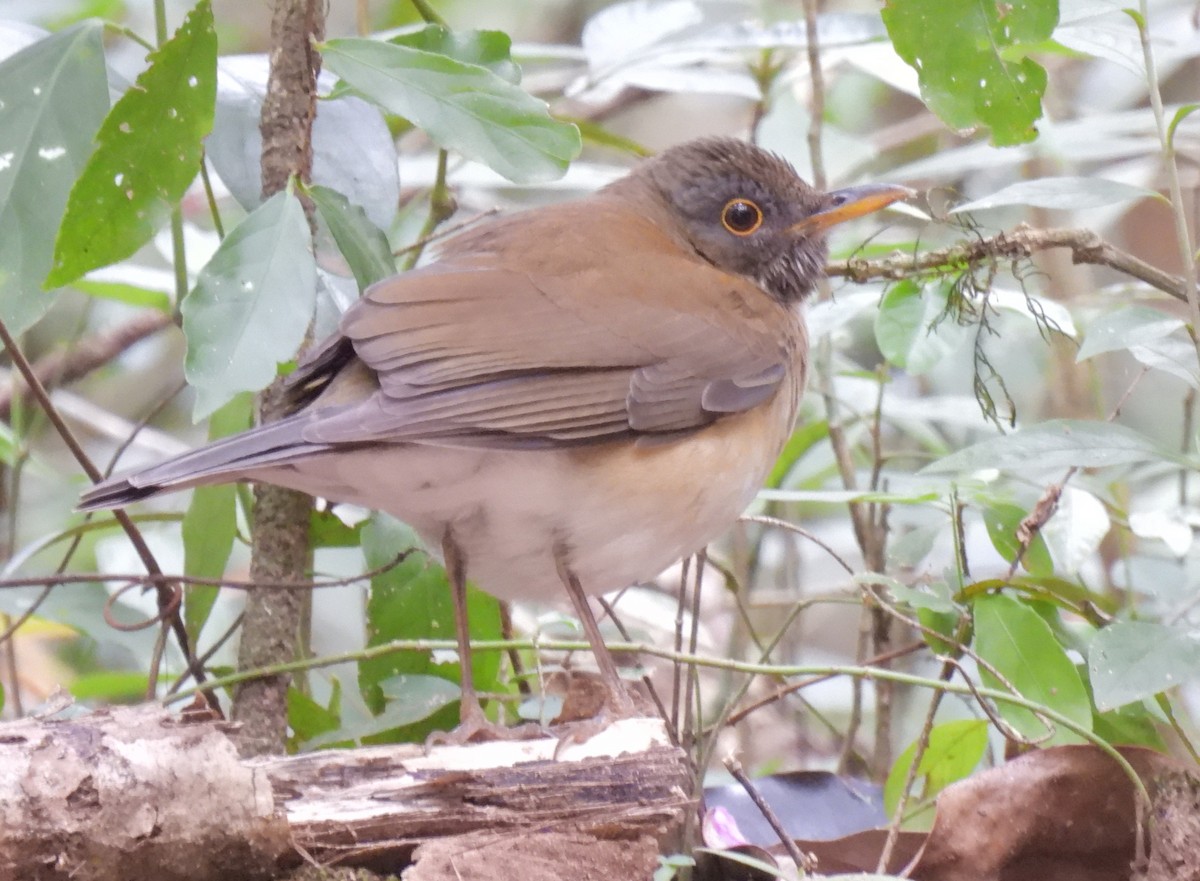 White-necked Thrush (Rufous-flanked) - Daniel Lane