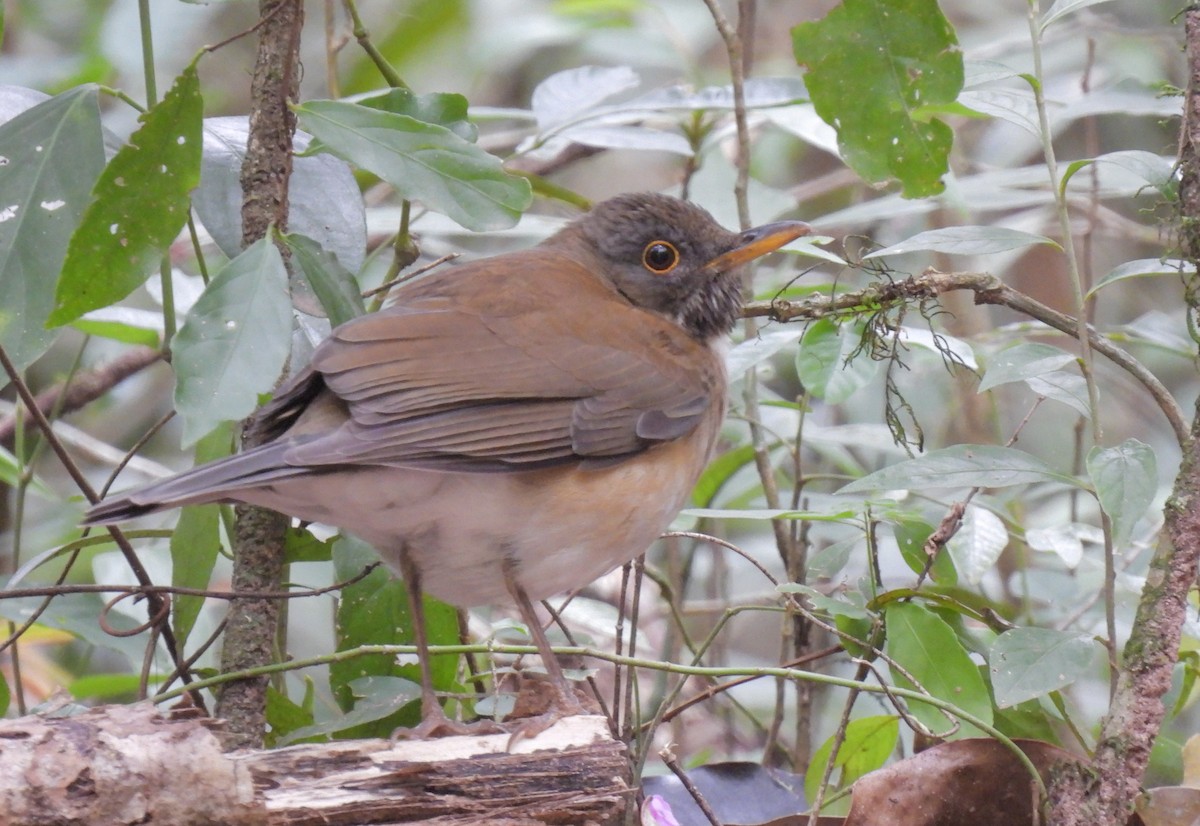 White-necked Thrush (Rufous-flanked) - ML623259282