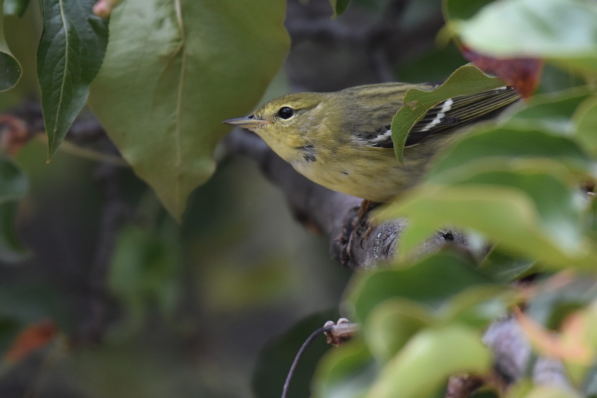 Blackpoll Warbler - ML623259306