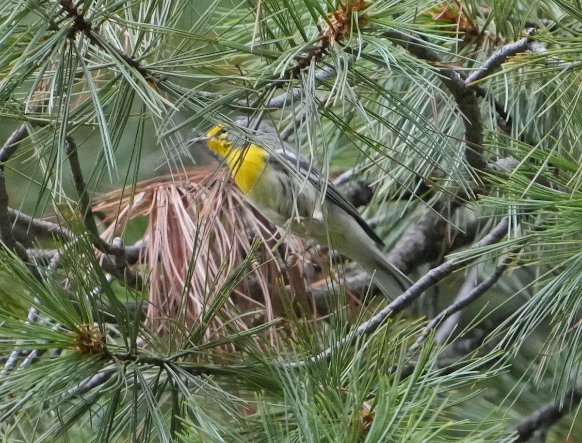 Grace's Warbler - ML623259309