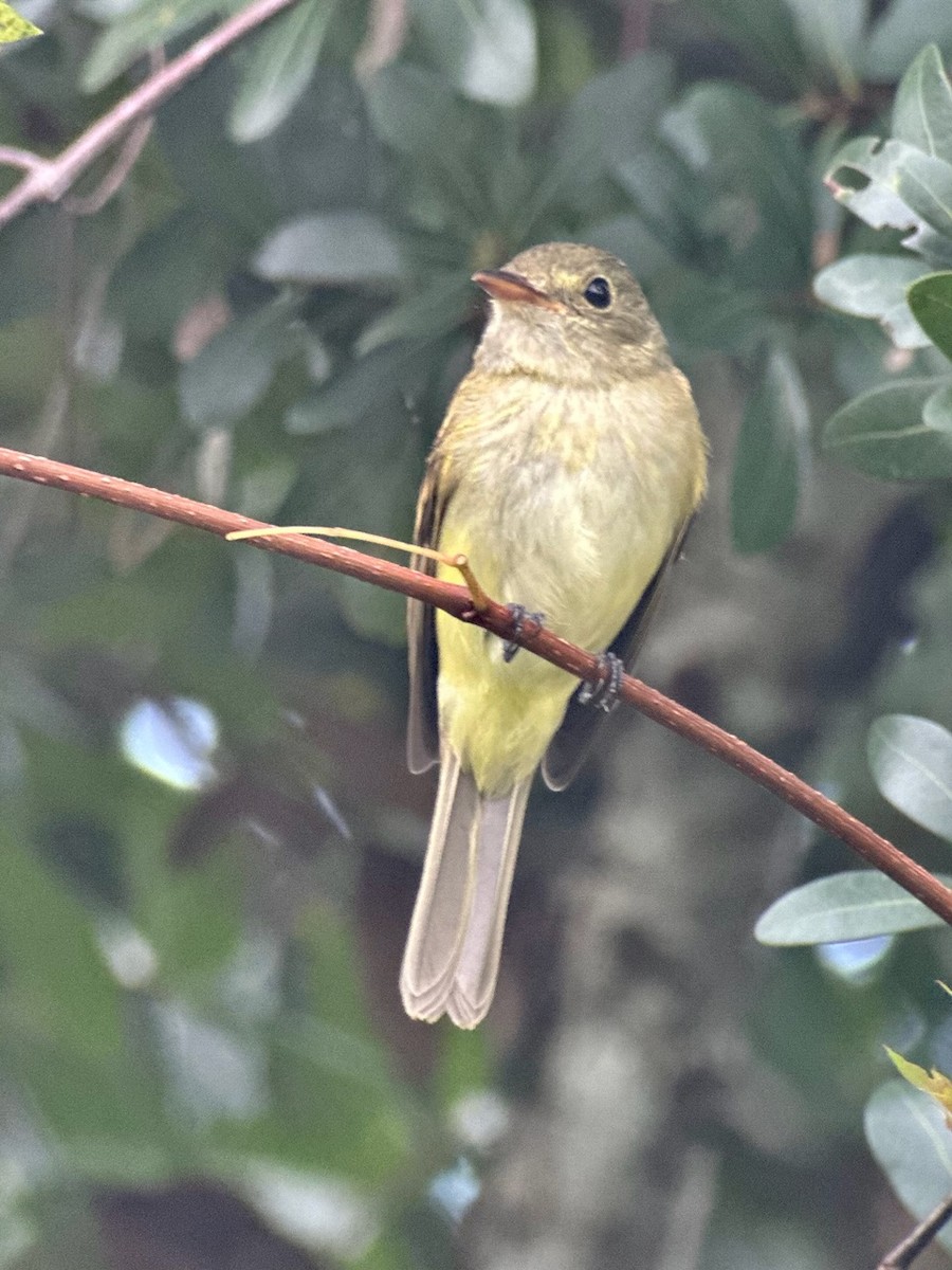 Acadian Flycatcher - ML623259335