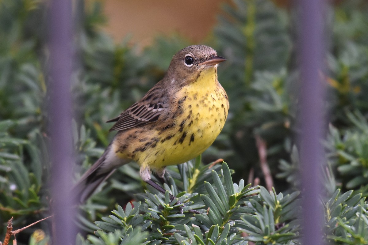 Kirtland's Warbler - ML623259336