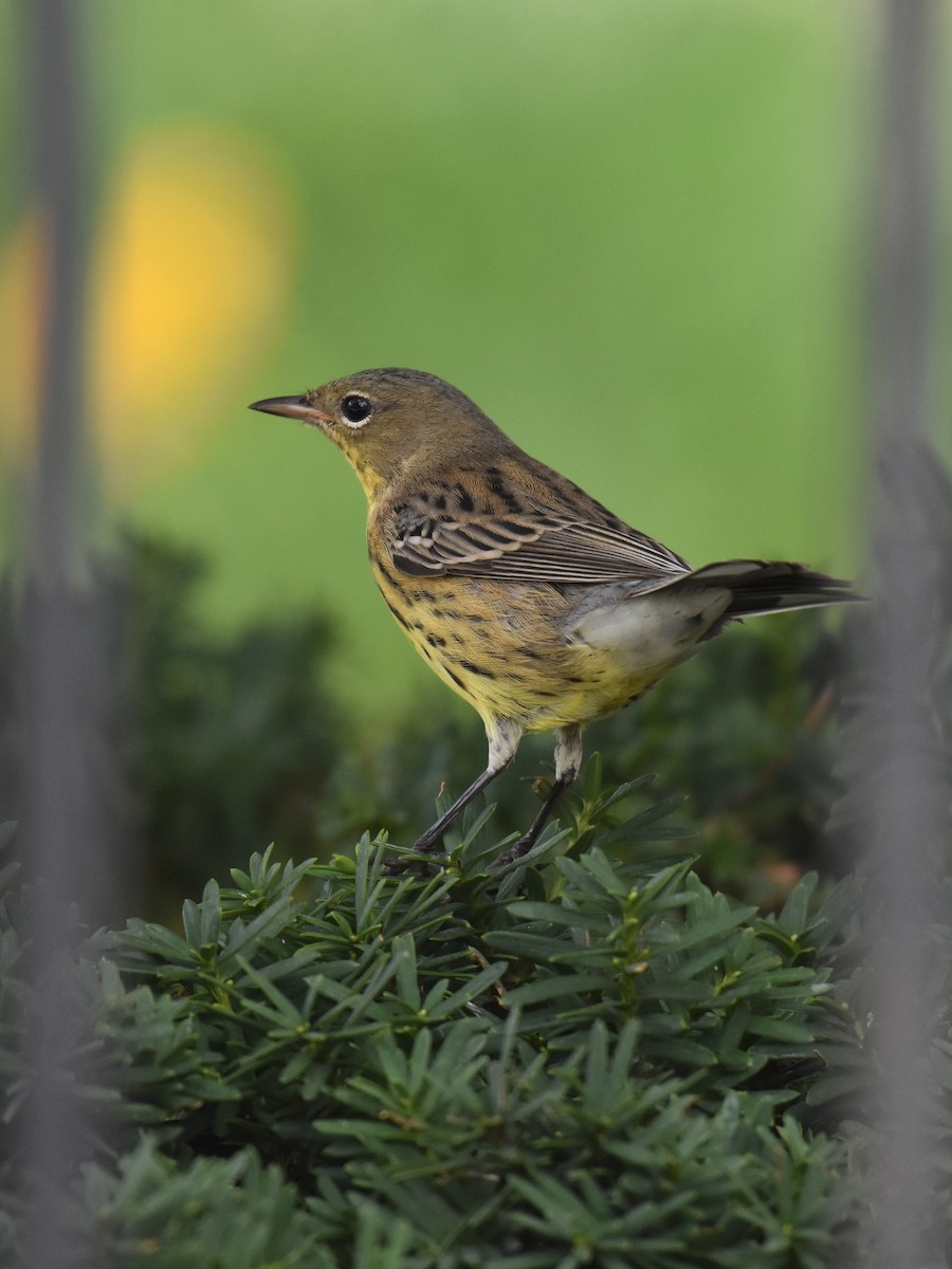 Kirtland's Warbler - ML623259339