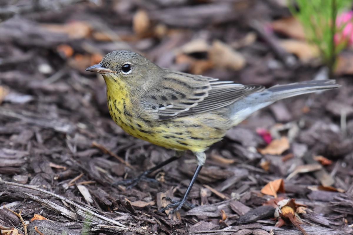 Kirtland's Warbler - ML623259345