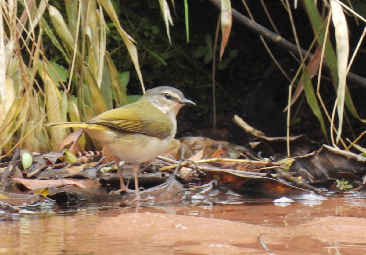 Riverbank Warbler - Daniel Lane