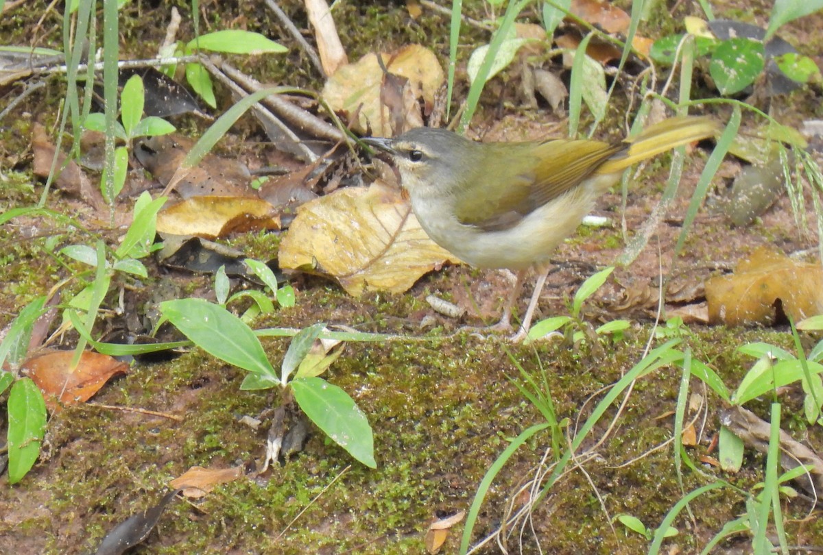 Riverbank Warbler - ML623259359