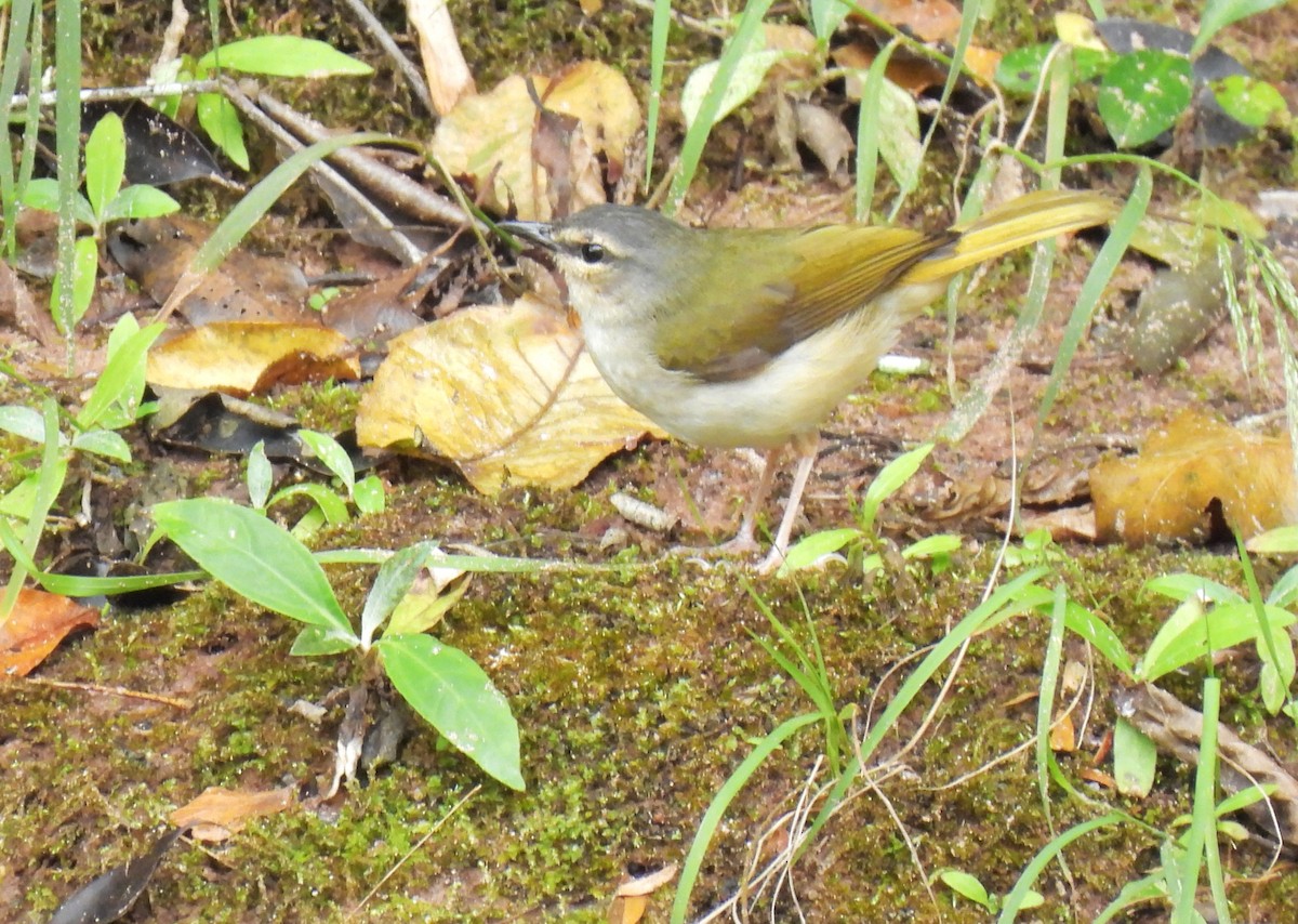 Riverbank Warbler - ML623259360