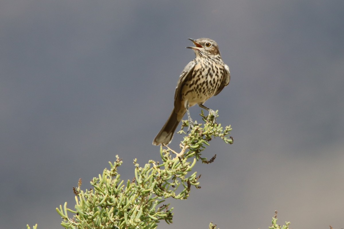 Sage Thrasher - ML623259364