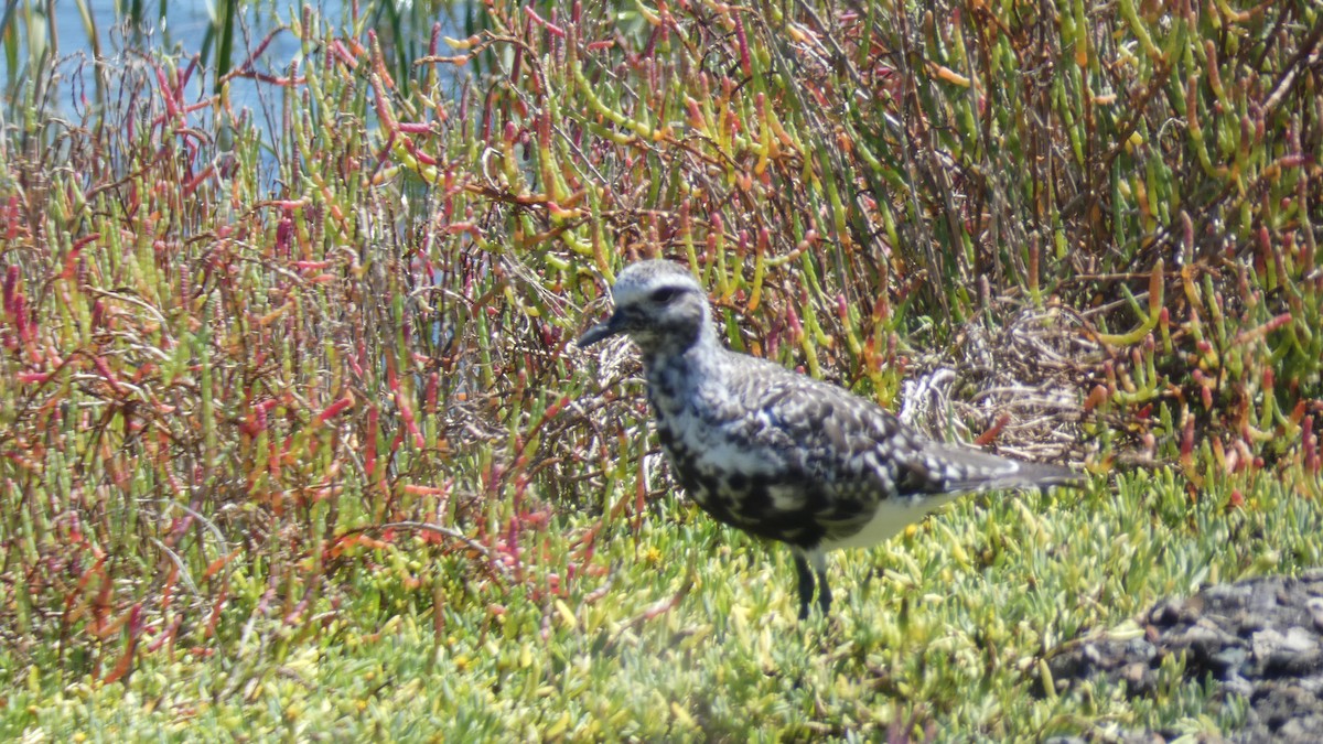 Black-bellied Plover - ML623259380