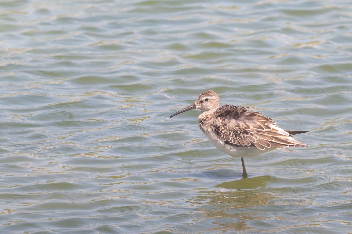 Stilt Sandpiper - Keith Bowers