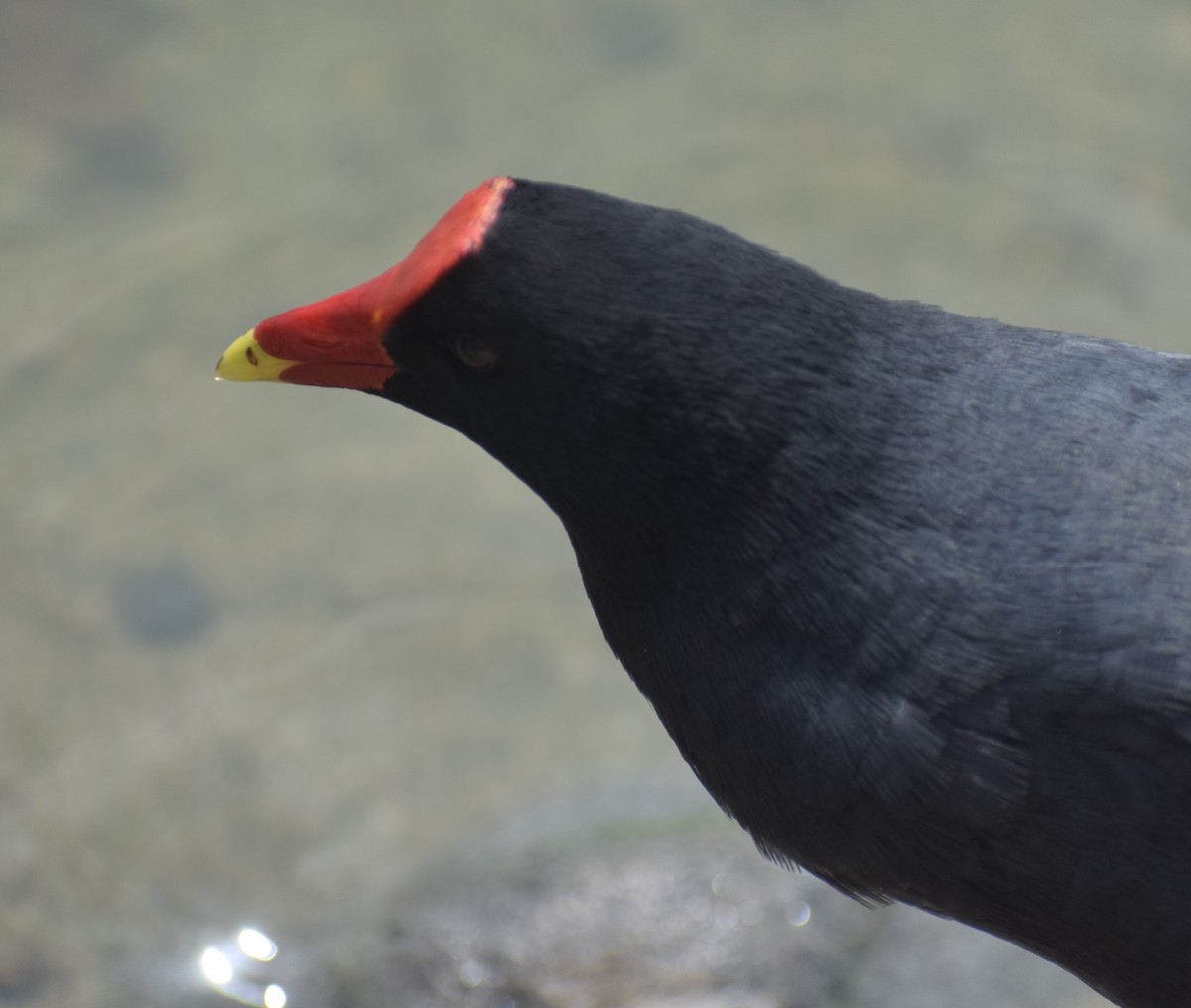 Common Gallinule (American) - ML623259403