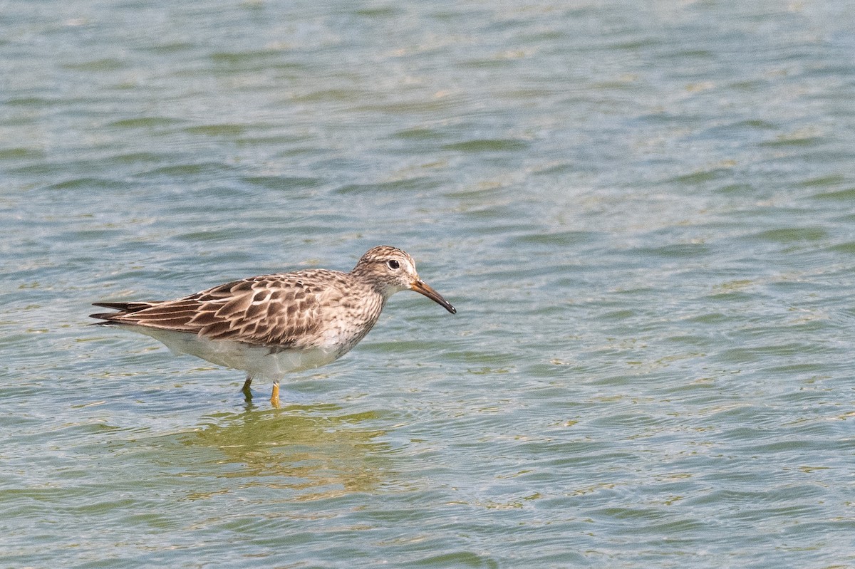 Pectoral Sandpiper - Keith Bowers