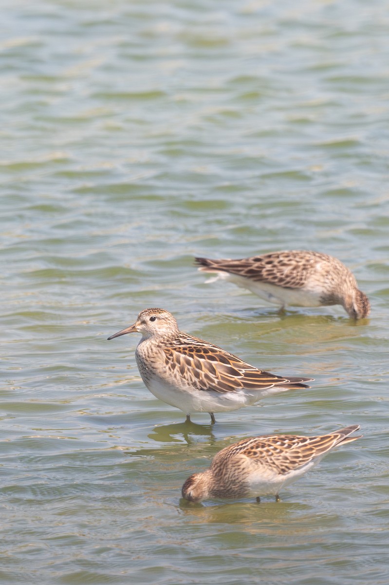 Pectoral Sandpiper - Keith Bowers