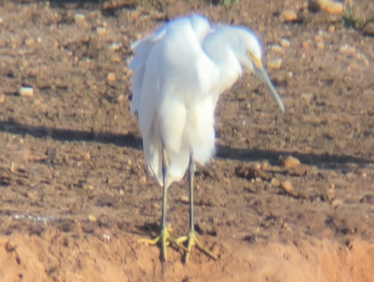 Snowy Egret - ML623259472