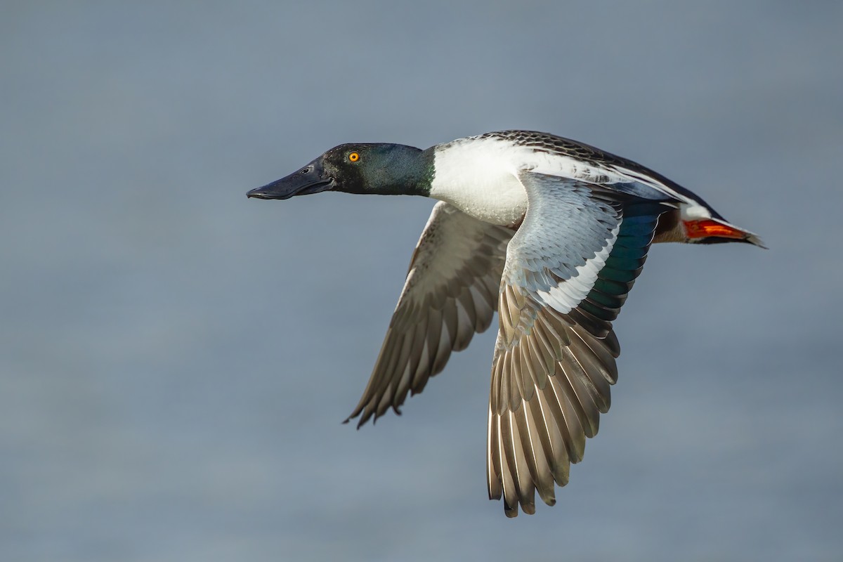 Canard souchet - ML623259484