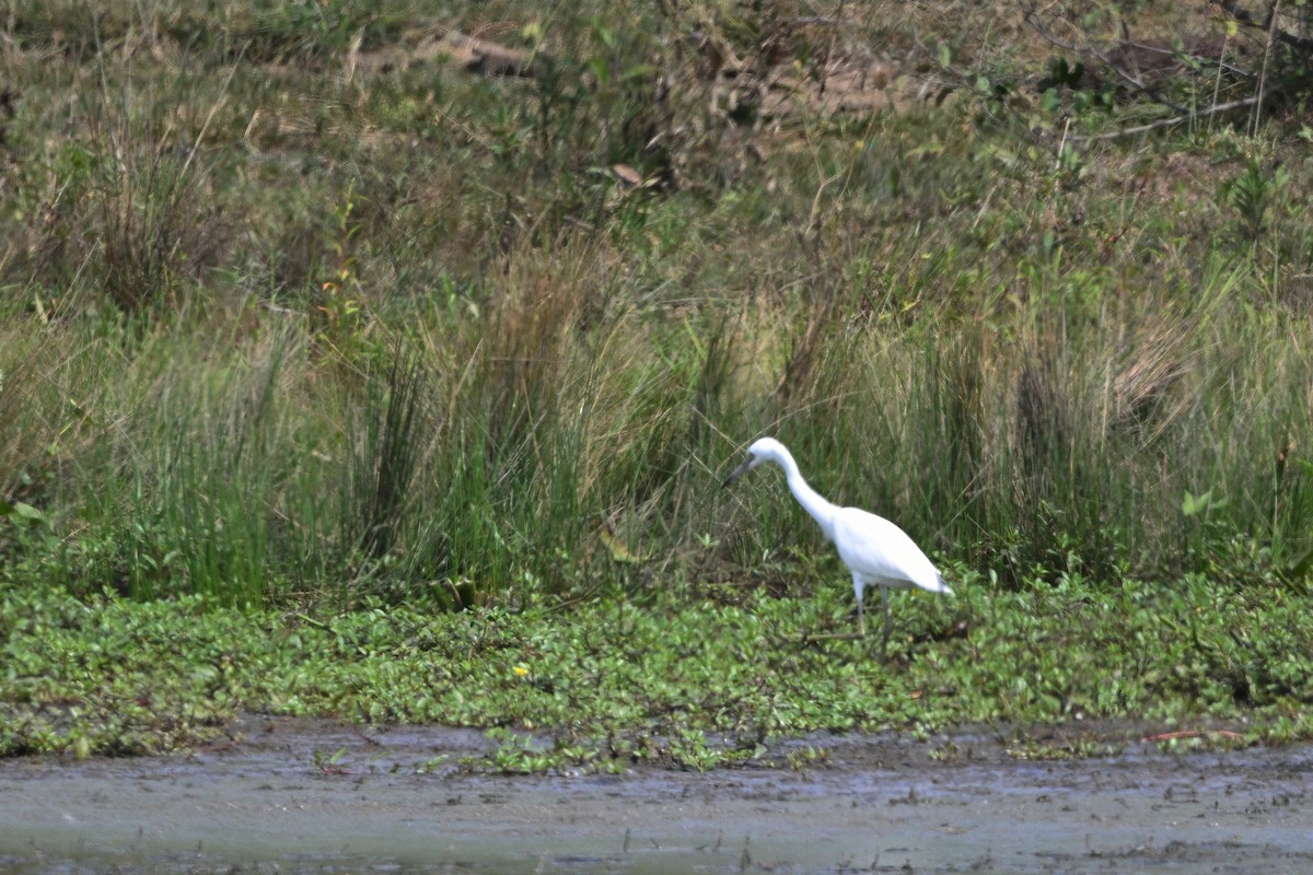 Little Blue Heron - ML623259551