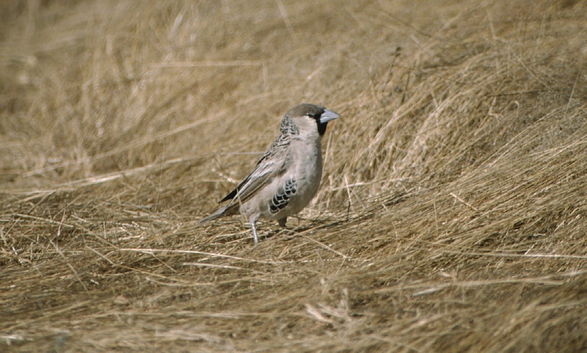 Магалі-снувальник - ML623259593