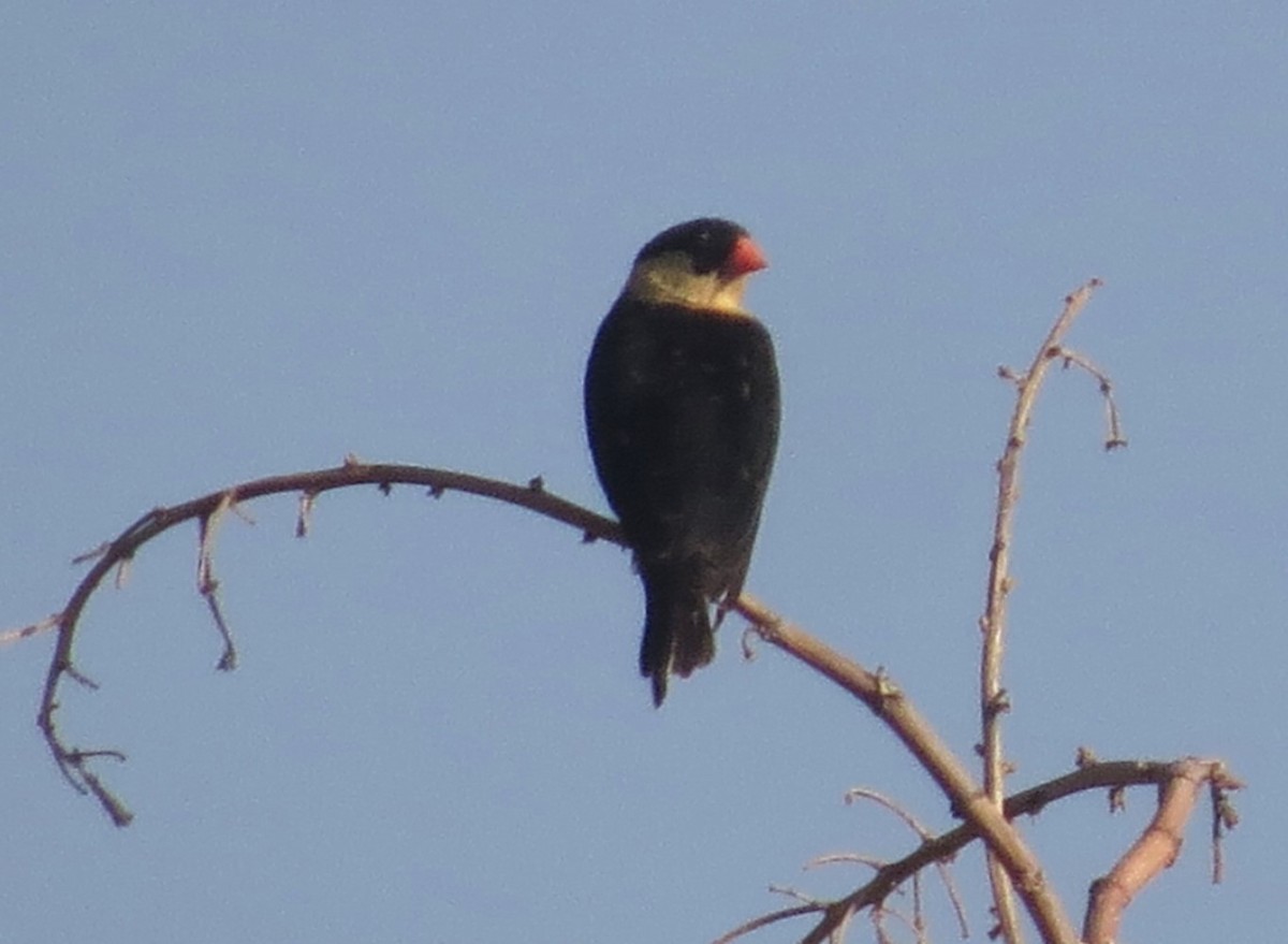 Shaft-tailed Whydah - ML623259723