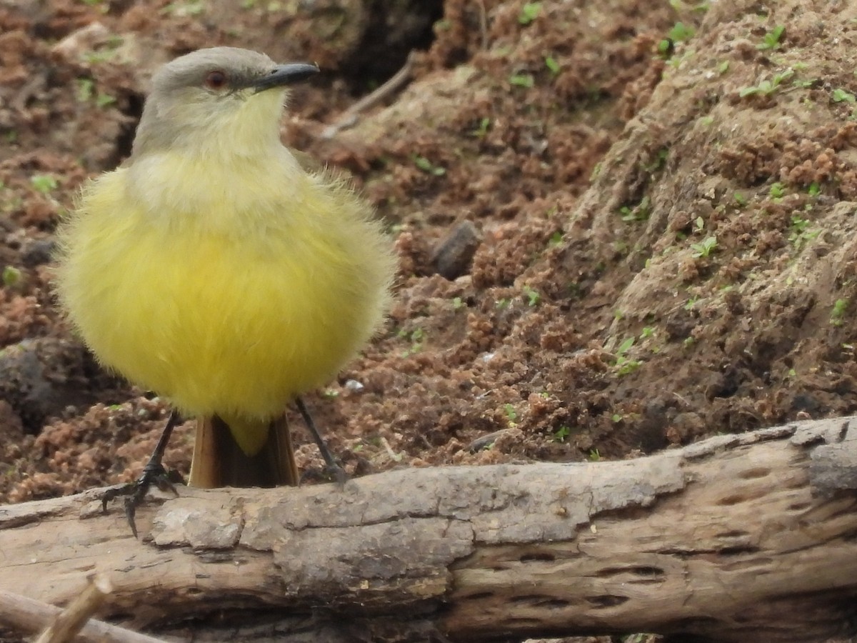 Cattle Tyrant - ML623259729