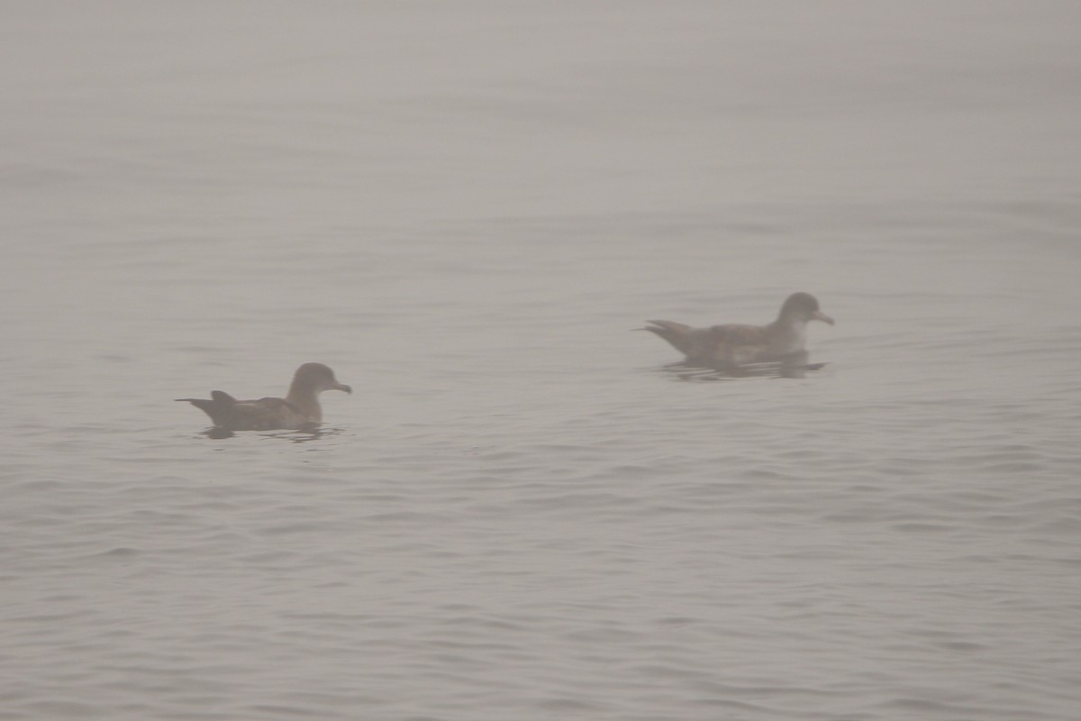 Pink-footed Shearwater - ML623259750