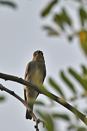 Western Wood-Pewee - ML623259767