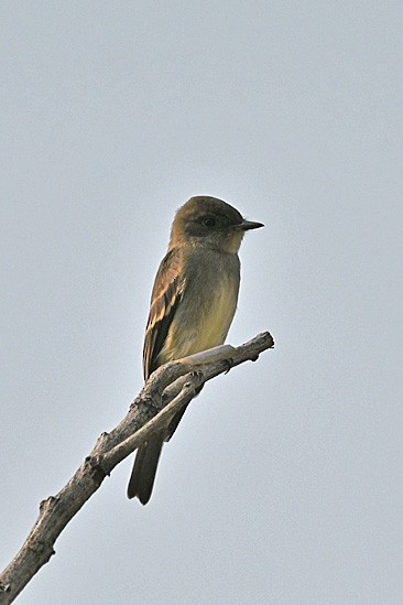 Western Wood-Pewee - Faye Spencer