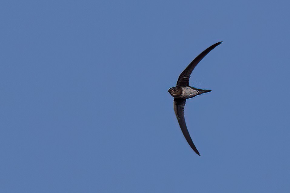 Fork-tailed Palm Swift - ML623259783