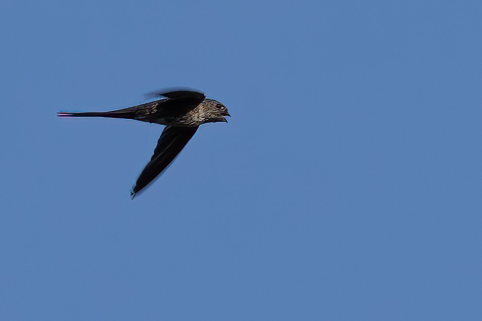 Fork-tailed Palm Swift - ML623259785