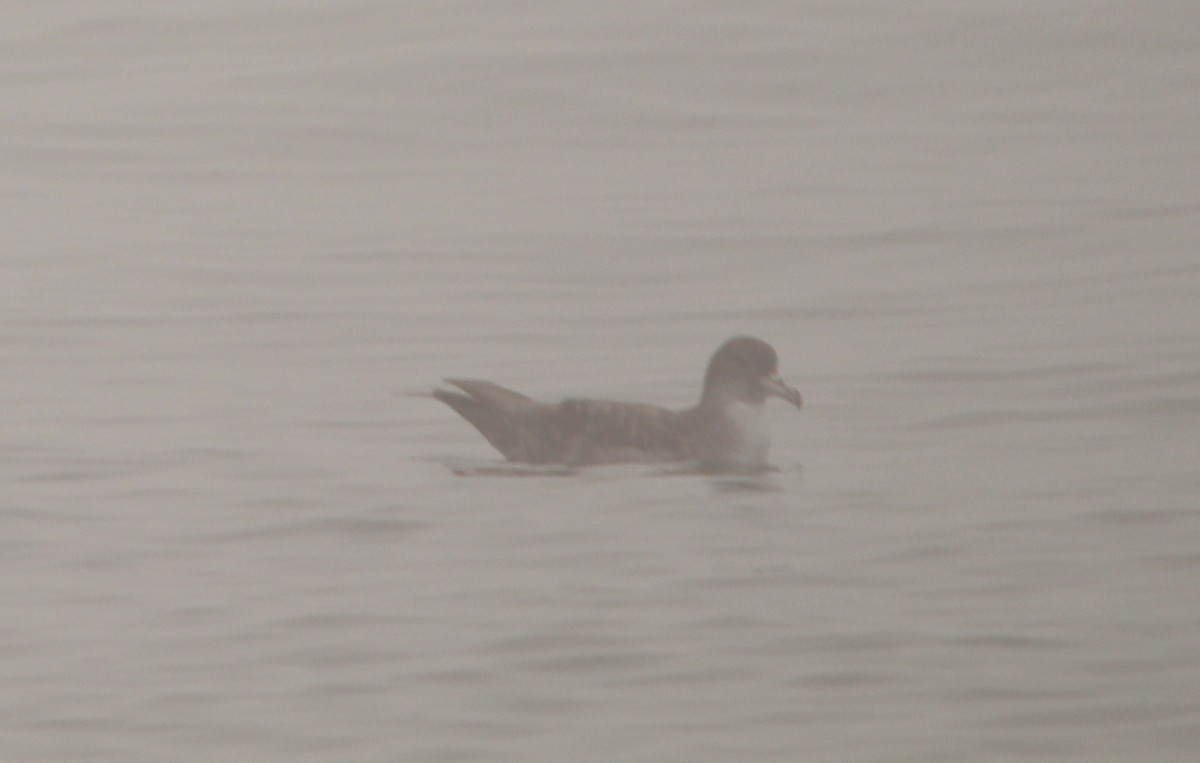 Pink-footed Shearwater - ML623259828