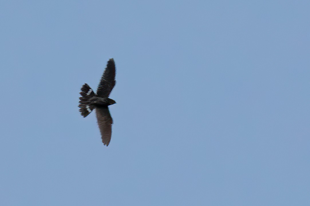 Band-tailed Nighthawk - Sergio Porto