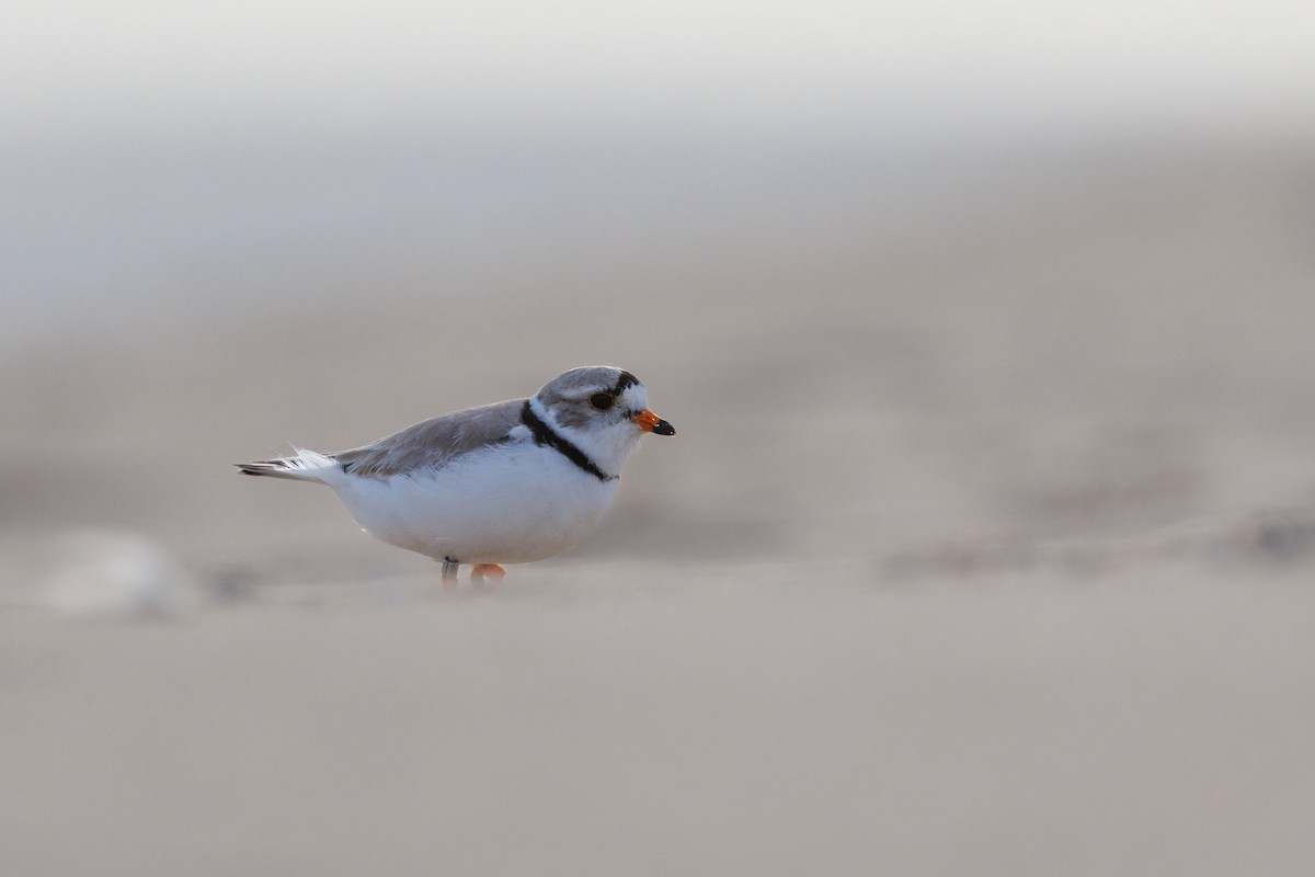 Piping Plover - ML623259955