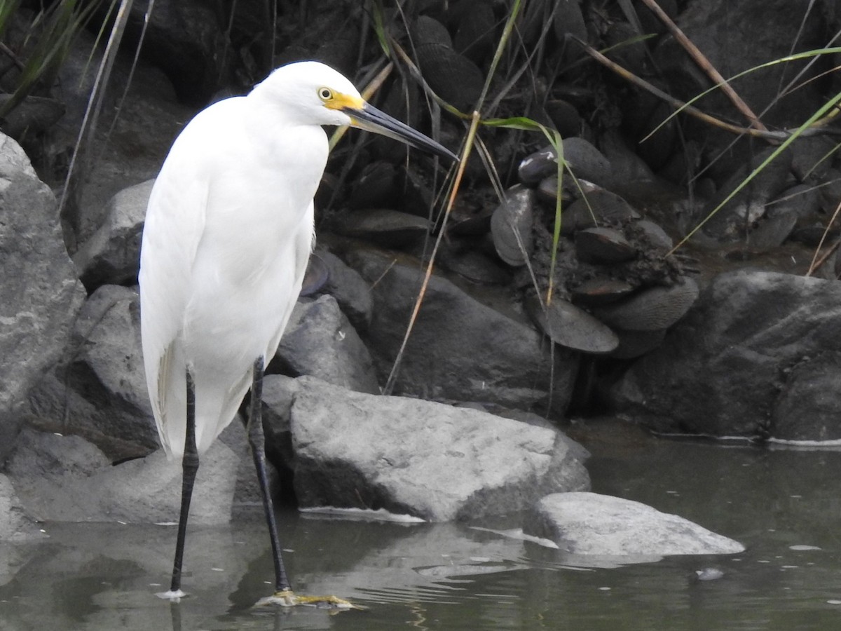 Aigrette neigeuse - ML623259999