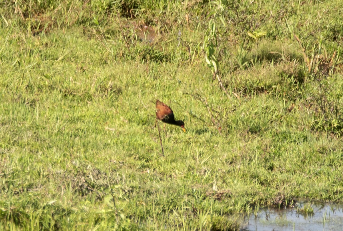 ostnák jihoamerický [skupina jacana] - ML623260026