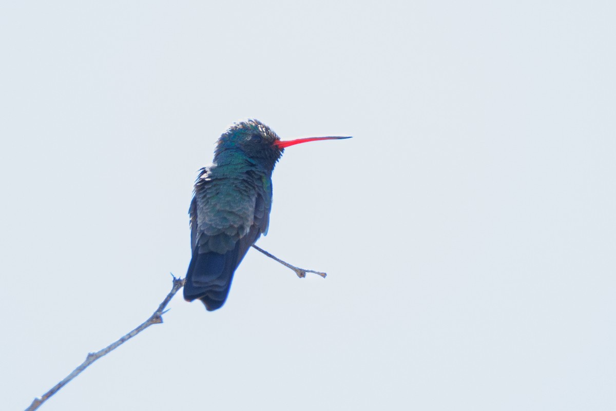 Broad-billed Hummingbird - ML623260027