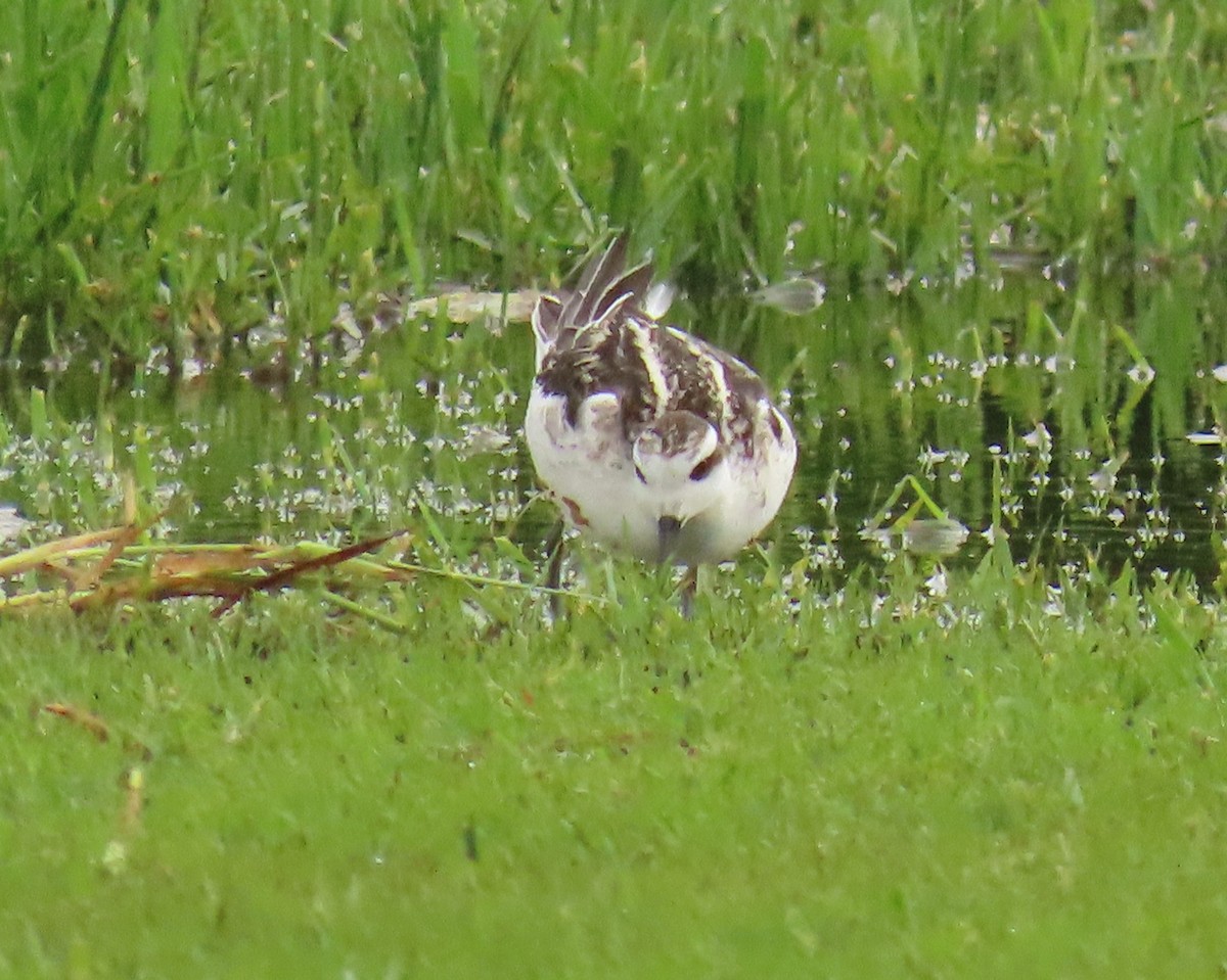 Red-necked Phalarope - ML623260048