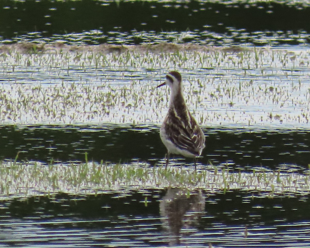 Red-necked Phalarope - ML623260049