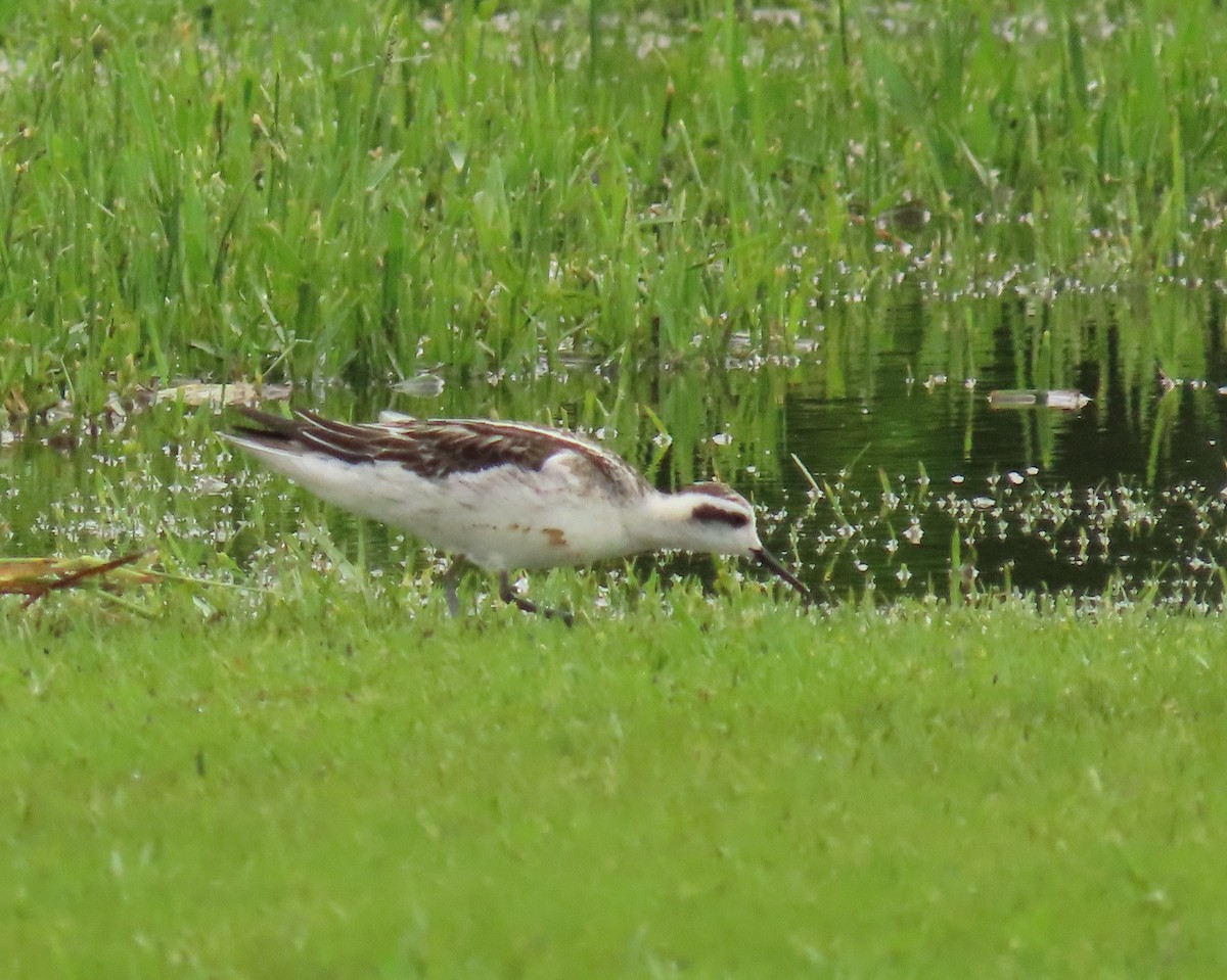 Red-necked Phalarope - ML623260051