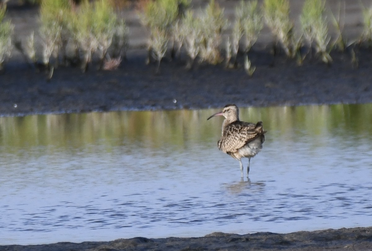 Regenbrachvogel - ML623260077