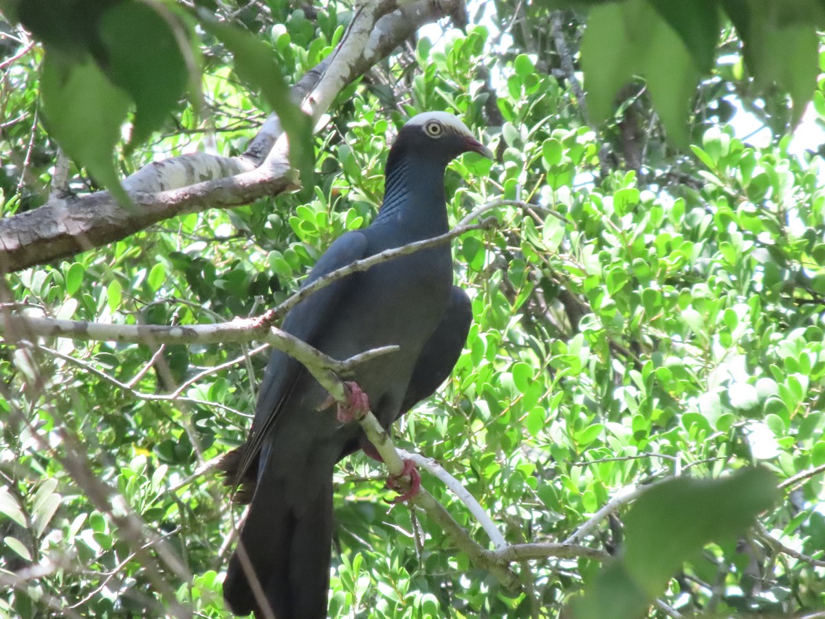 Pigeon à couronne blanche - ML623260082