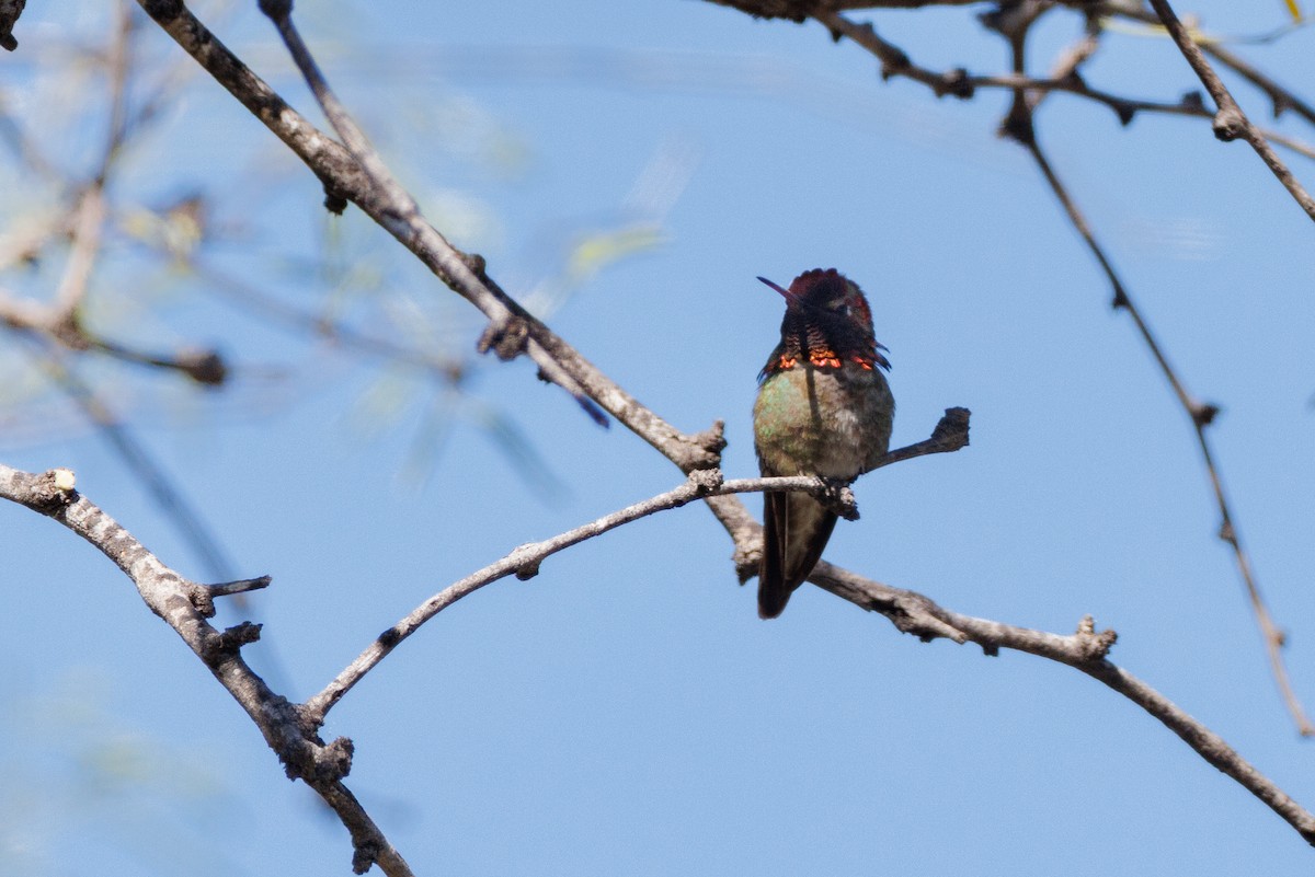 Anna's Hummingbird - ML623260100