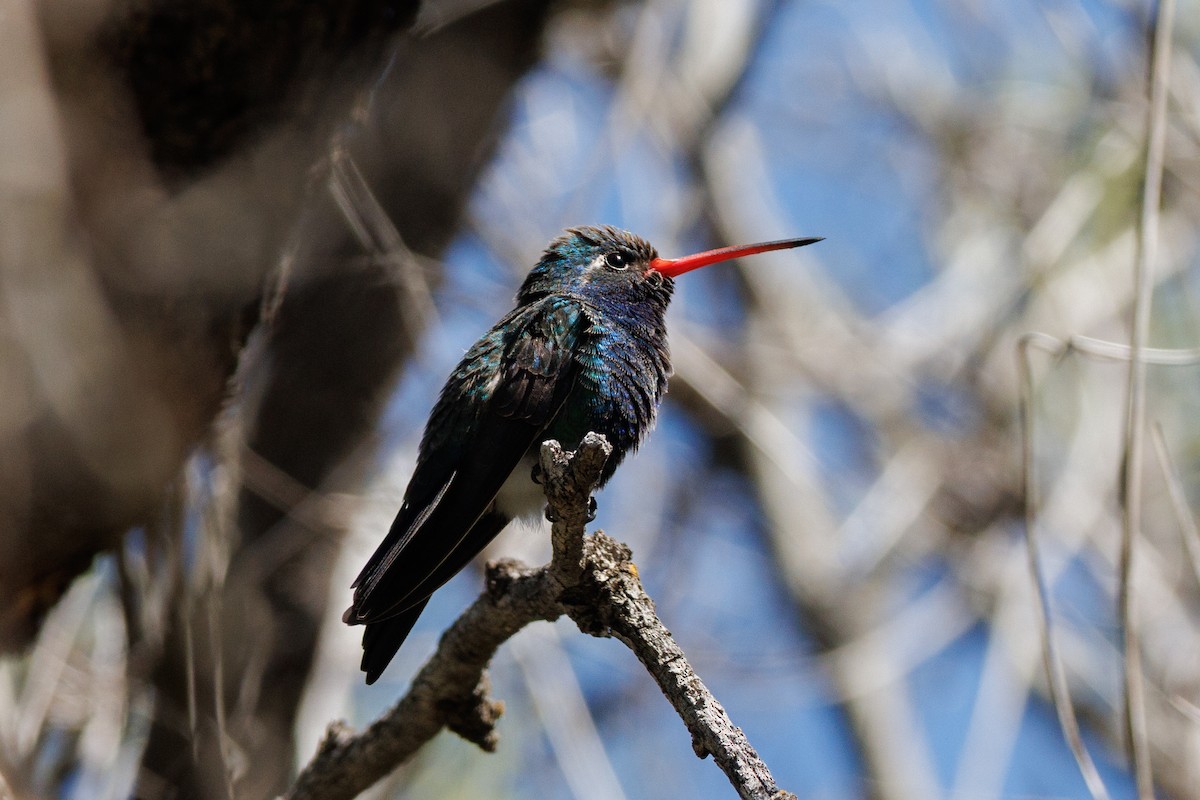 Broad-billed Hummingbird - ML623260132