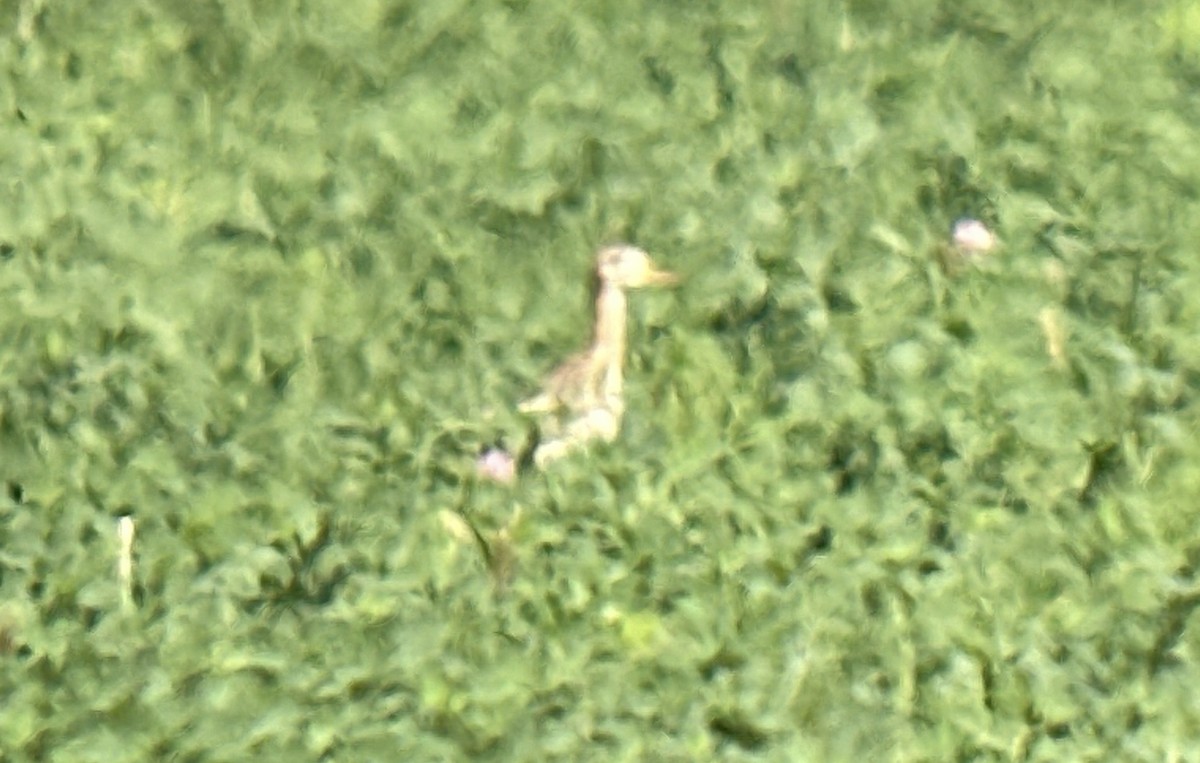 bartramie dlouhoocasá - ML623260151